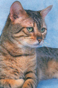 Кошка породы египетский мау